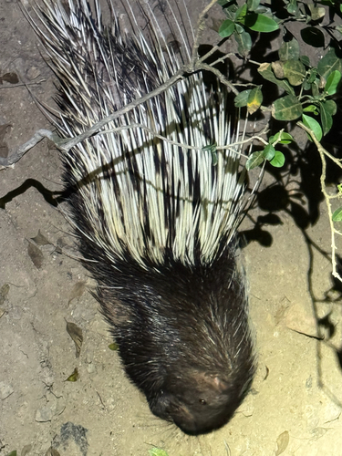 Hystrix brachyura observed 2026-10-27