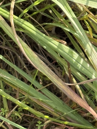 Paspalum urvillei observed 2026-10-26