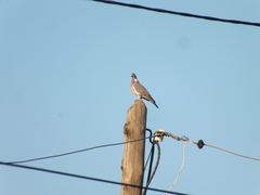 Columba palumbus