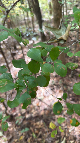 Vaccinium arboreum observed 2026-10-26