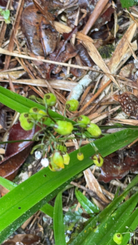Dianella ensifolia observed 2026-10-25
