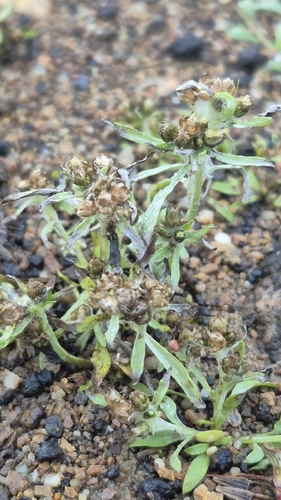 Gnaphalium uliginosum observed 2026-10-26