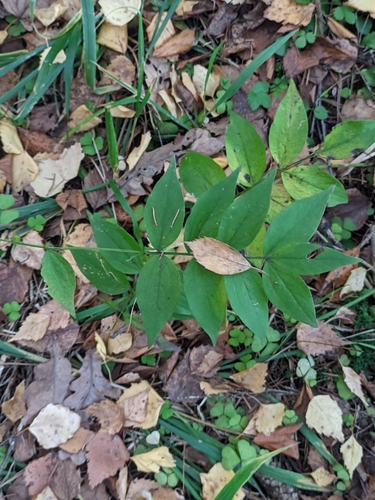 Lathyrus vernus, 2026-10-25