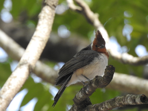 Paroaria coronata observed 2026-10-26