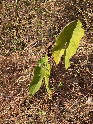 Sagittaria latifolia observed 2026-10-26