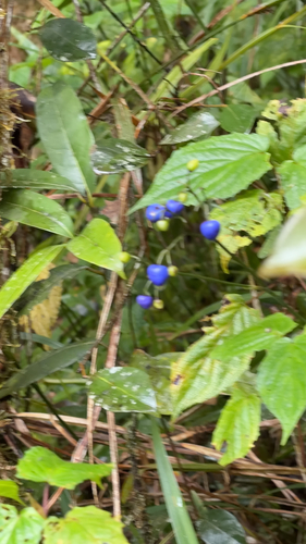 Dianella ensifolia observed 2026-10-25