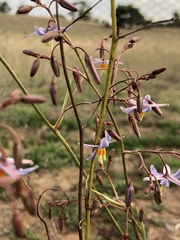 Dianella amoena