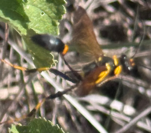 Sceliphron caementarium observed 2026-10-26