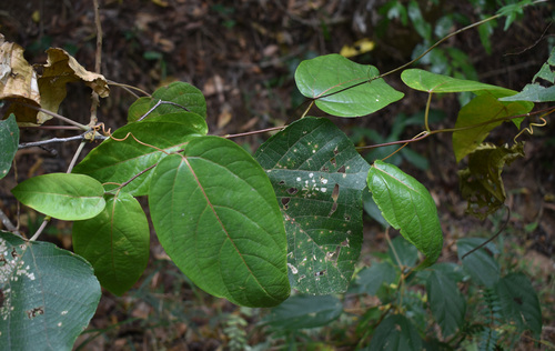 Passiflora maliformis observed 2026-08-25