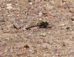 Williamsonia lintneri