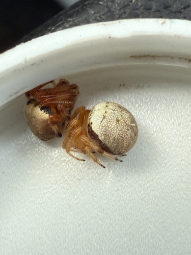 Morula observed 2026-10-26
