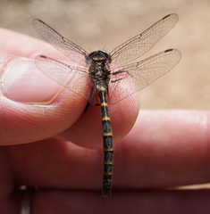 Williamsonia lintneri