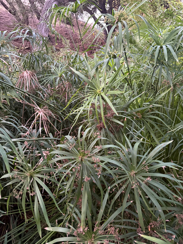 Cyperus alternifolius observed 2026-10-25