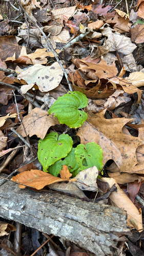 Dioscorea observed 2026-10-26