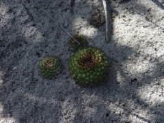 Frailea chiquitana