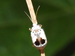 Acrocyum dorsalis