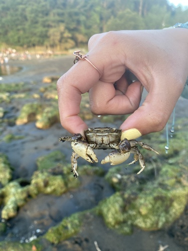 Hemigrapsus observed 2026-10-25