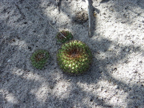 Frailea chiquitana