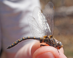 Williamsonia lintneri