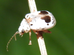 Acrocyum dorsalis