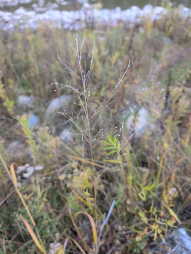 Panicum virgatum observed 2026-10-26