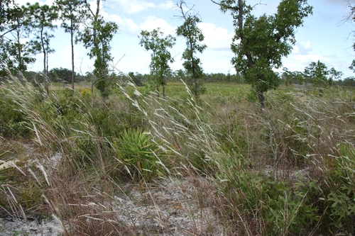 Andropogon ternarius observed 2026-10-25