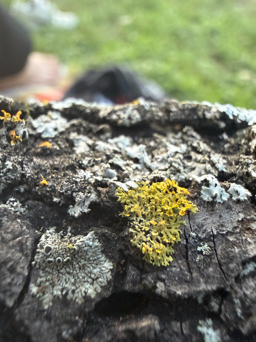 Xanthomendoza, 2026-10-24
