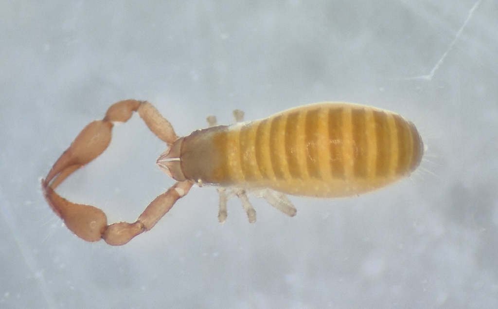 Microbisium parvulum