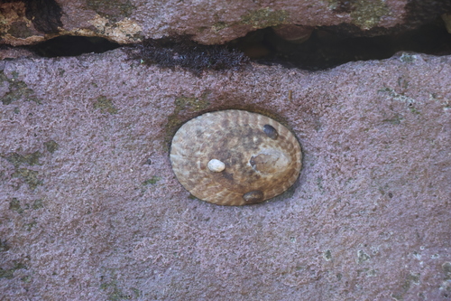 Lottia gigantea, 2026-10-24