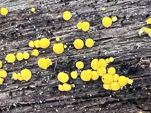 Calycina citrina, 2026-10-26