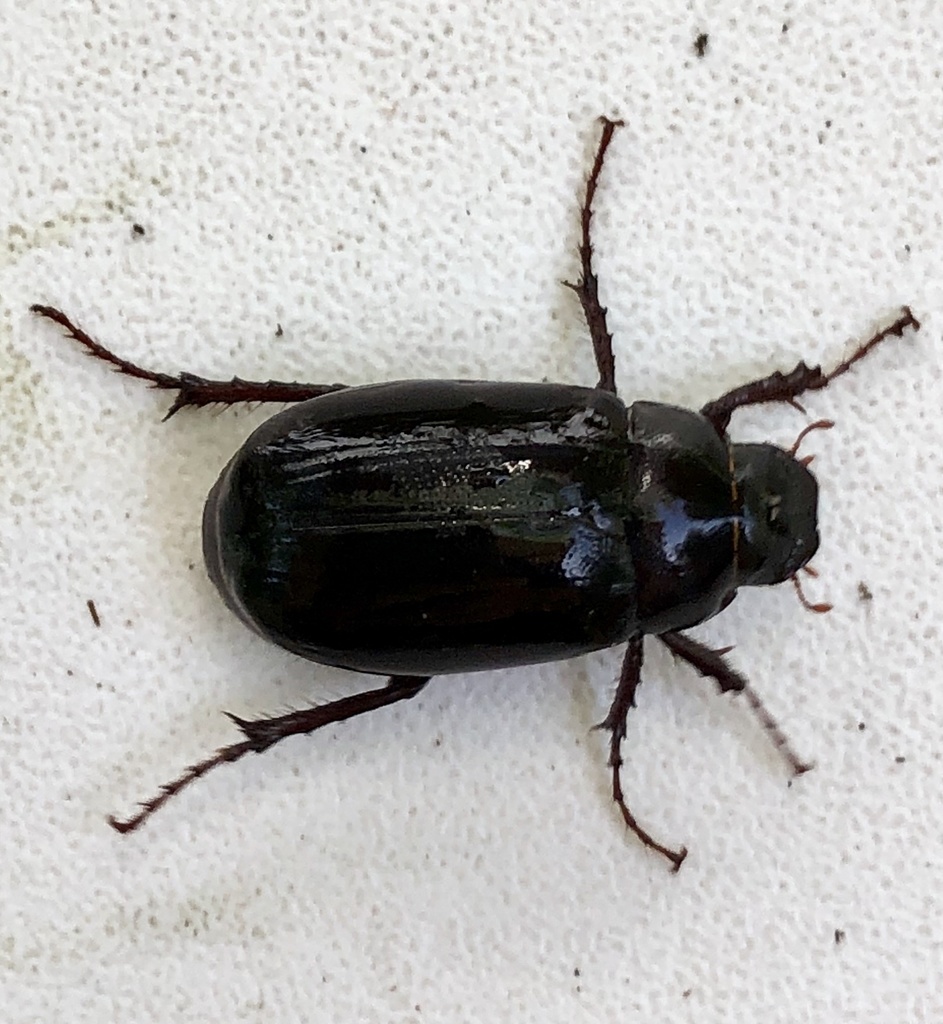 Diplotaxis brevicollis