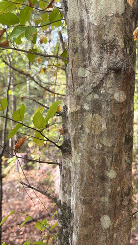Carpinus caroliniana, 2026-10-26