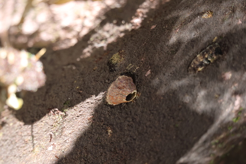 Tetraclita observed 2026-10-24