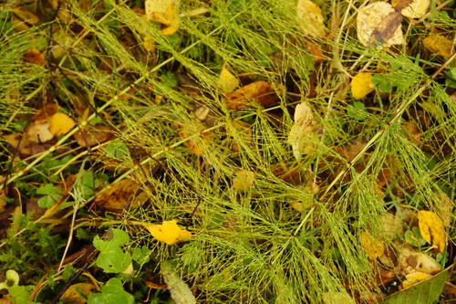 Equisetum sylvaticum observed 2026-10-26