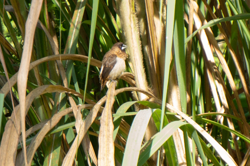 Lonchura striata observed 2026-10-26