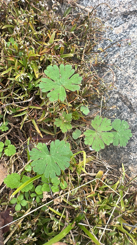 Geranium dissectum observed 2026-10-26