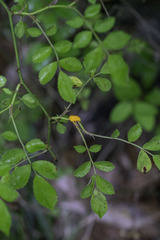 Phragmidium rosae-multiflorae