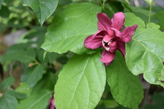 Angiospermae