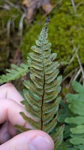 Ctenopteris observed 2026-10-26