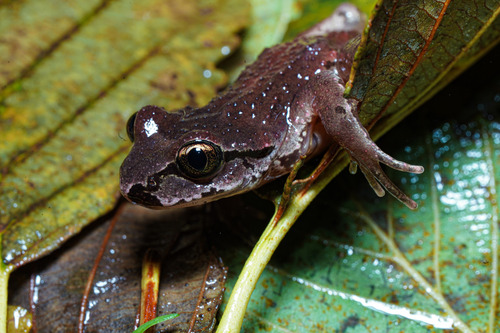 Ascaphus truei observed 2026-10-25