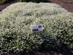 Plagiobothrys figuratus