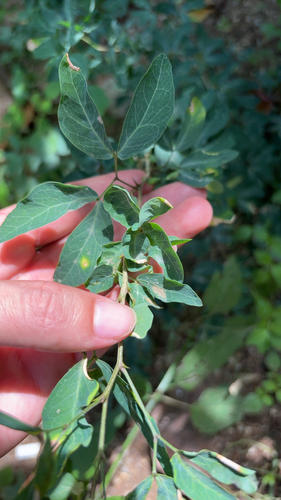 Pithecellobium dulce observed 2026-10-26