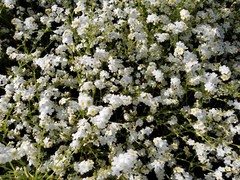 Plagiobothrys figuratus