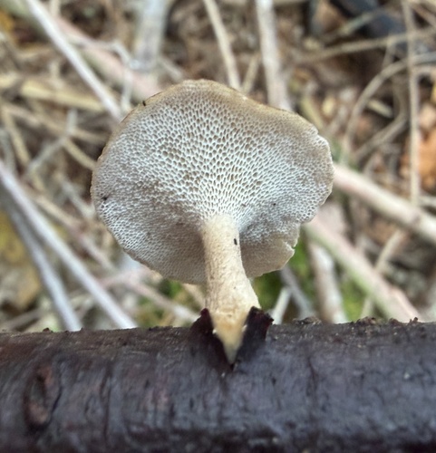 Lentinus brumalis observed 2026-10-26