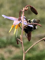 Dianella amoena