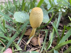 Leucocoprinus birnbaumii image