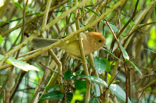 Sinosuthora webbiana observed 2026-10-26
