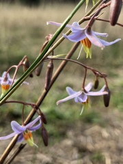 Dianella amoena