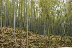 Phyllostachys edulis