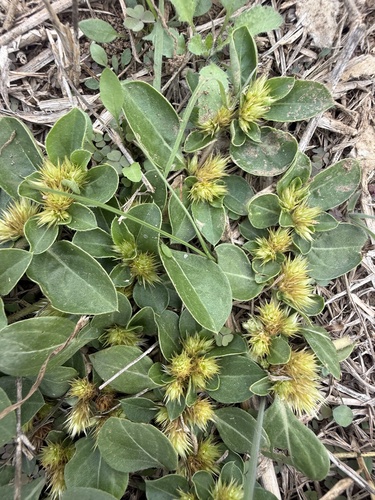 Alternanthera observed 2026-10-26